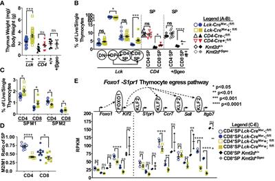 KMT2D regulates activation, localization, and integrin expression by T-cells